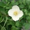 Seringat Du Mexique - Philadelphus Mexicanus
