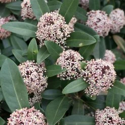 Skimmia Japonica Godrie's Dwarf - Skimmia Du Japon Nain