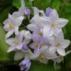 Solanum Jasminoides Bleu - Morelle Faux-jasmin