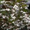 Styrax Japonica Evening Light - Styrax Japonais