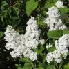 Lilas - Syringa Vulgaris Jeanne D'Arc