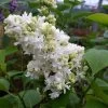 Lilas - Syringa Vulgaris Madame Lemoine