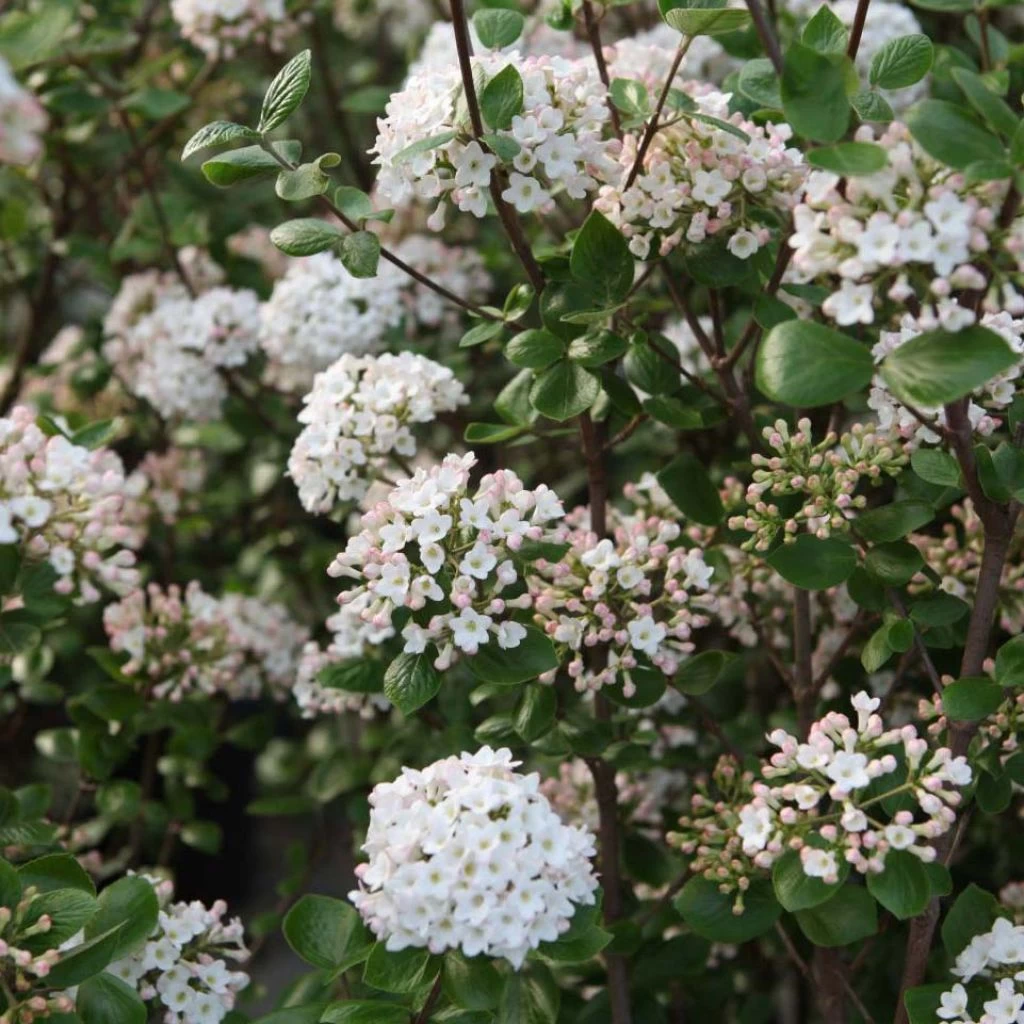 Viorne De Burkwood - Viburnum Burkwoodii Ann Russell 1 Viorne De Burkwood - Viburnum Burkwoodii Ann Russell