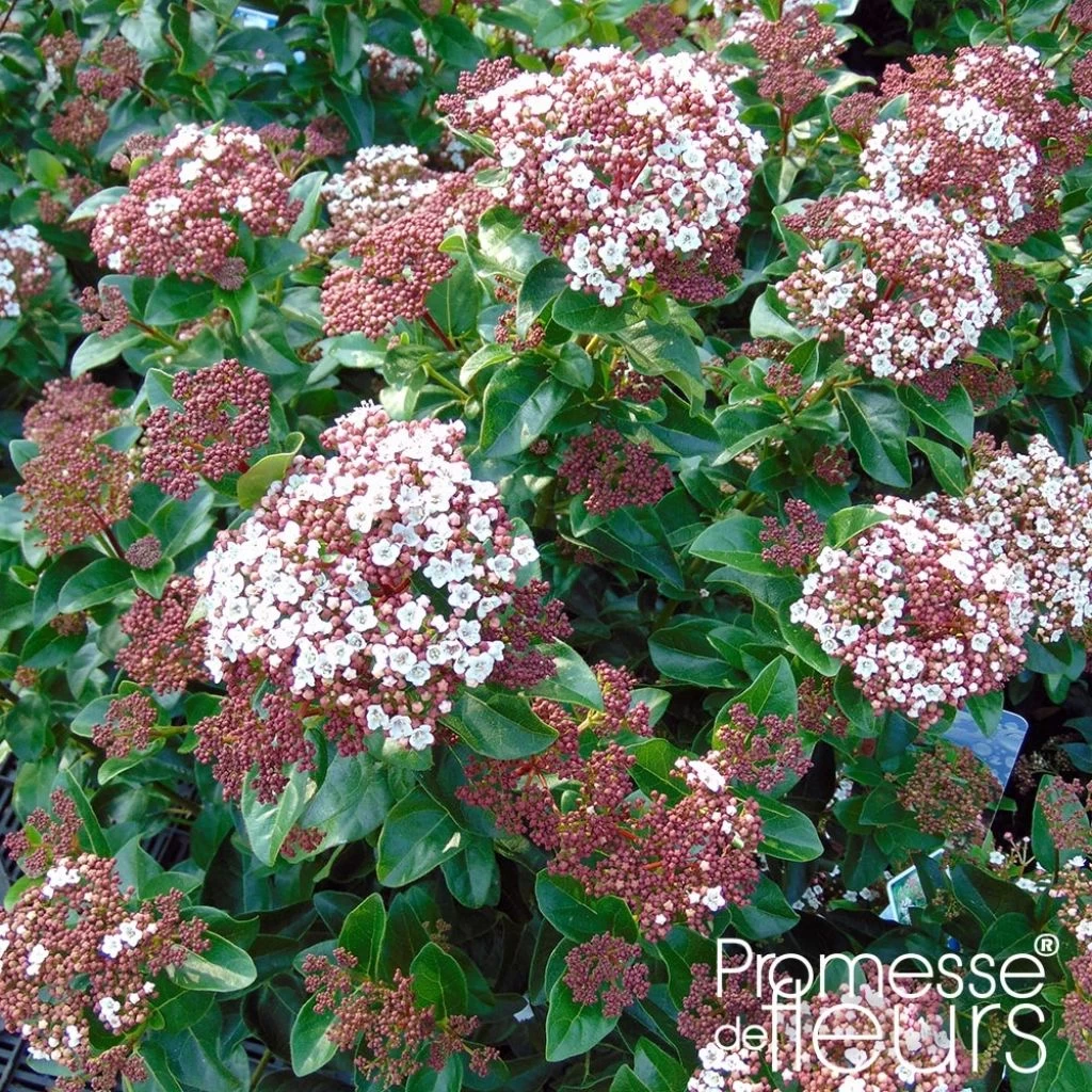 Viorne, Laurier Tin - Viburnum Tinus Gwenlian 1 Viorne, Laurier Tin - Viburnum Tinus Gwenlian