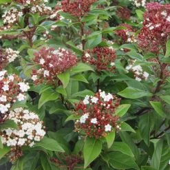 Viburnum Tinus Lisarose - Laurier-tin Rose