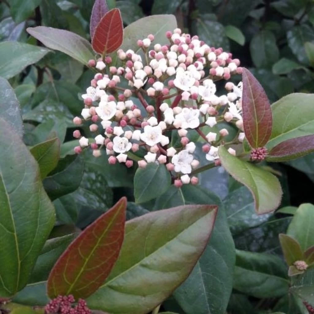 Viburnum Tinus Purpureum - Viorne Tin, Laurier Tin 1 Viburnum Tinus Purpureum - Viorne Tin, Laurier Tin