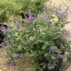 Vitex X Agnus-castus Chicagoland Blues - Gattilier