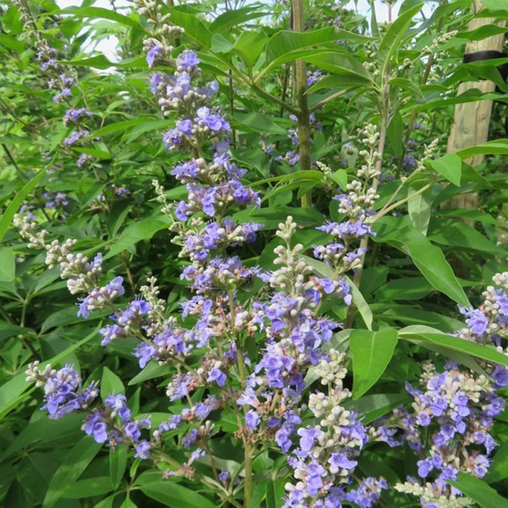 Vitex Agnus-castus Magical Summertime Blues - Gattilier 1 Vitex Agnus-castus Magical Summertime Blues - Gattilier