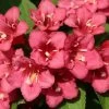 Weigela Hybride Eva Rathke