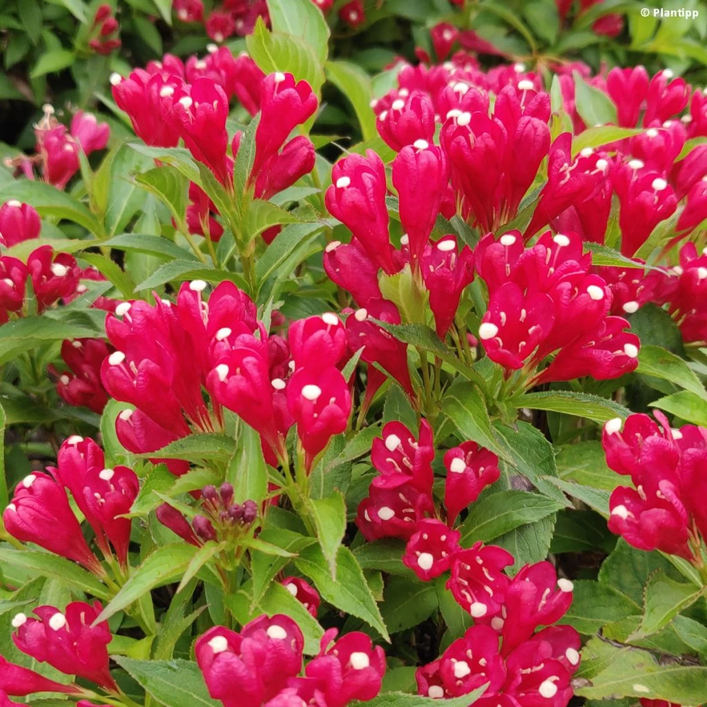 Weigela Picobella Rosso 1 Weigela Picobella Rosso