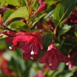 Weigela Florida Cherry Lace