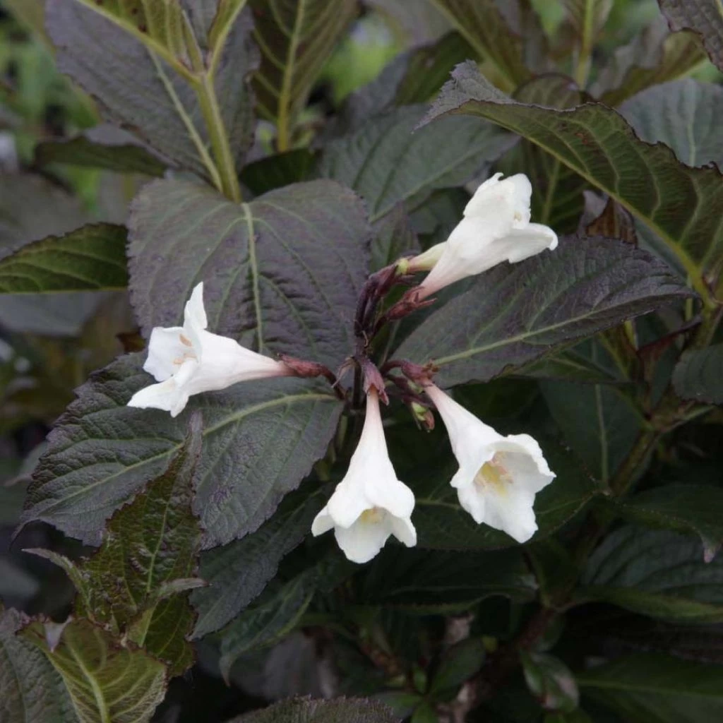 Weigela Florida Ebony And Ivory 1 Weigela Florida Ebony And Ivory