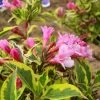 Weigela Florida Magical Rainbow