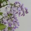 Glycine Gracieuse - Wisteria Venusta (brachybotrys) Okayama