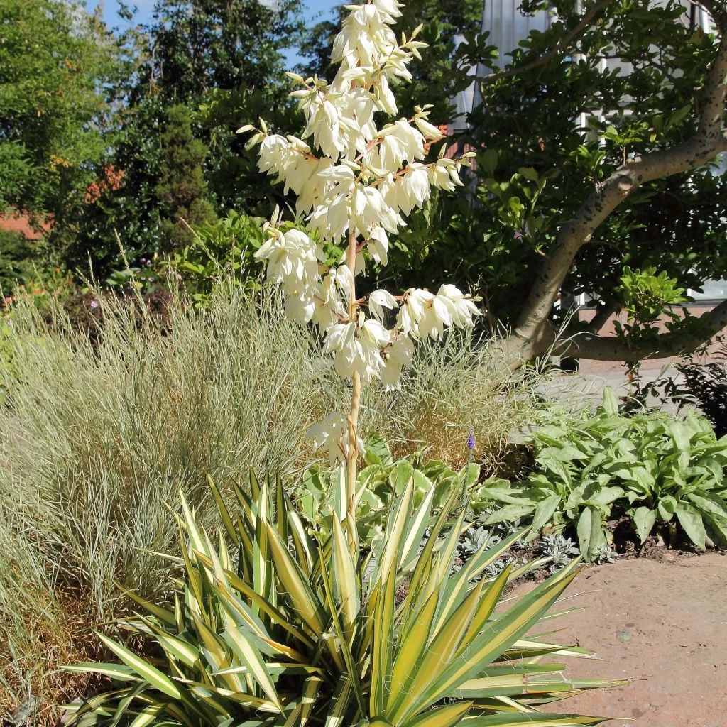 Yucca Filamentosa Colour Guard - Yucca Filamenteux Panaché 1 Yucca Filamentosa Colour Guard - Yucca Filamenteux Panaché