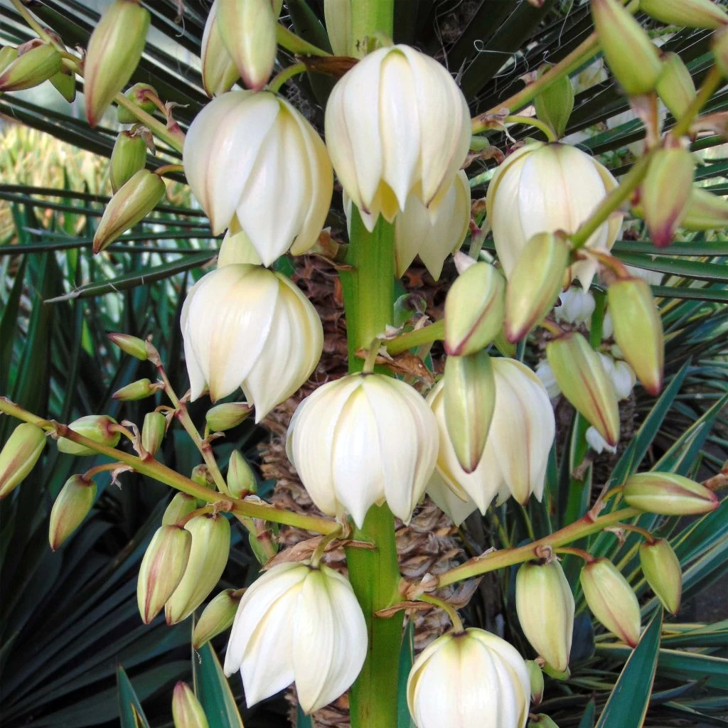 Yucca Gloriosa - Dague Espagnole 1 Yucca Gloriosa - Dague Espagnole