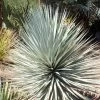Yucca Rigida Blue Sentry - Yucca Sentinelle Bleue