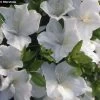 Azalée Du Japon Eucharis - Rhododendron Hybride