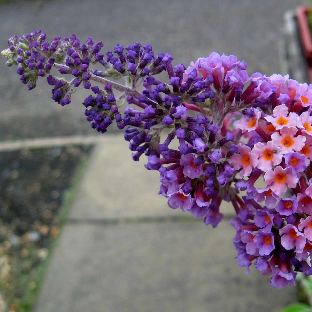 Buddleia Flower Power (Bicolor) - Arbre Aux Papillons 1 Buddleia Flower Power (Bicolor) - Arbre Aux Papillons