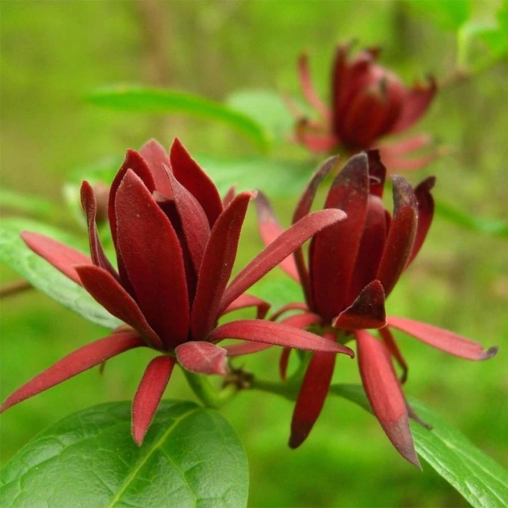 Calycanthus Floridus - Arbre Aux Anémones 1 Calycanthus Floridus - Arbre Aux Anémones