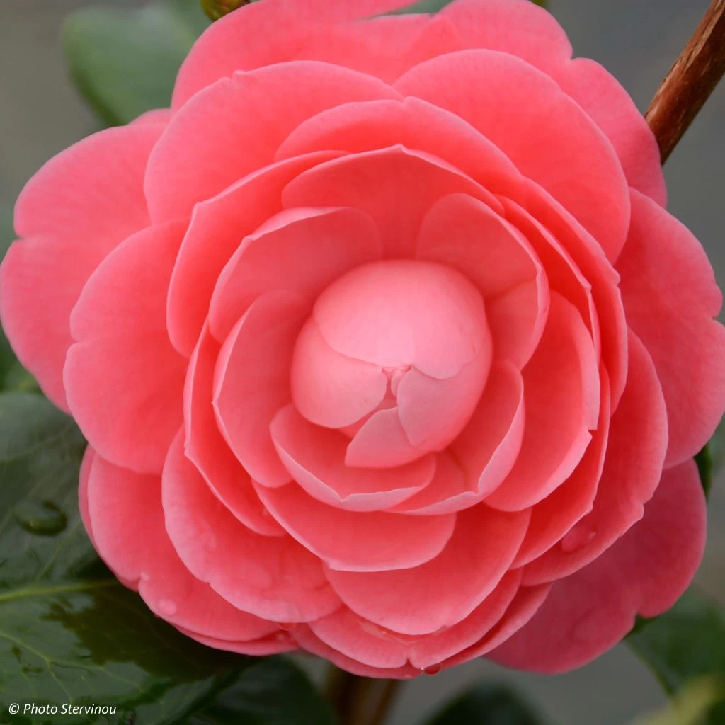 Camélia Valtevareda - Camellia Japonica 1 Camélia Valtevareda - Camellia Japonica