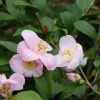 Camélia Champêtre - Camellia Cinnamon Scentsation