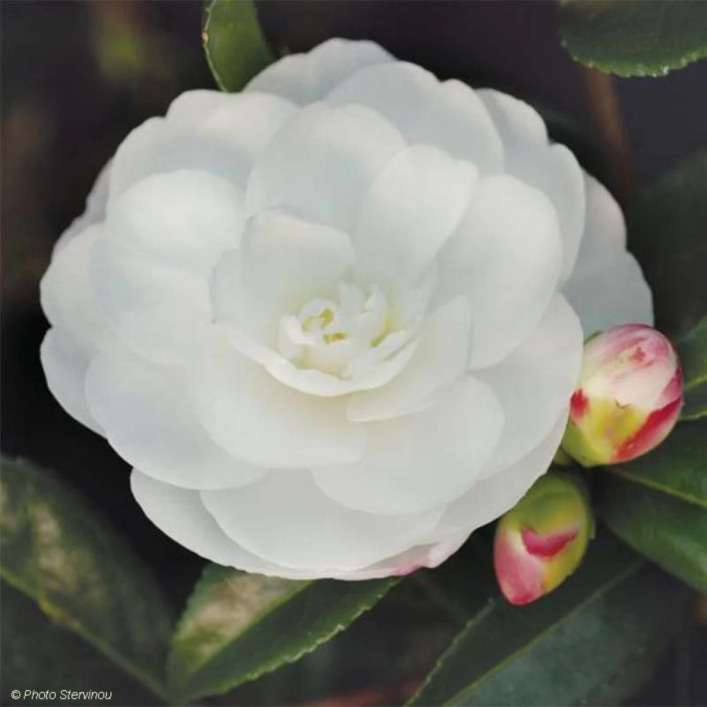 Camélia D'automne - Camellia Sasanqua Early Pearly 1 Camélia D'automne - Camellia Sasanqua Early Pearly