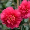Camelia D'automne - Camellia X Hiemalis Bonanza