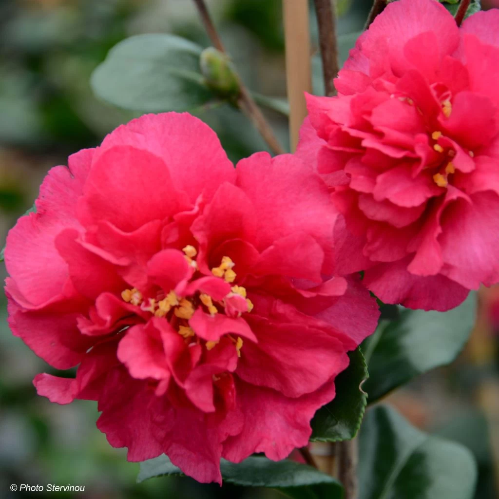 Camelia D'automne - Camellia X Hiemalis Bonanza 1 Camelia D'automne - Camellia X Hiemalis Bonanza