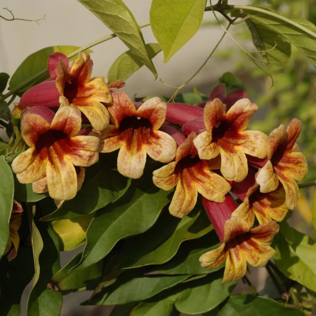 Campsis Capreolata - Bignone à Vrilles 1 Campsis Capreolata - Bignone à Vrilles