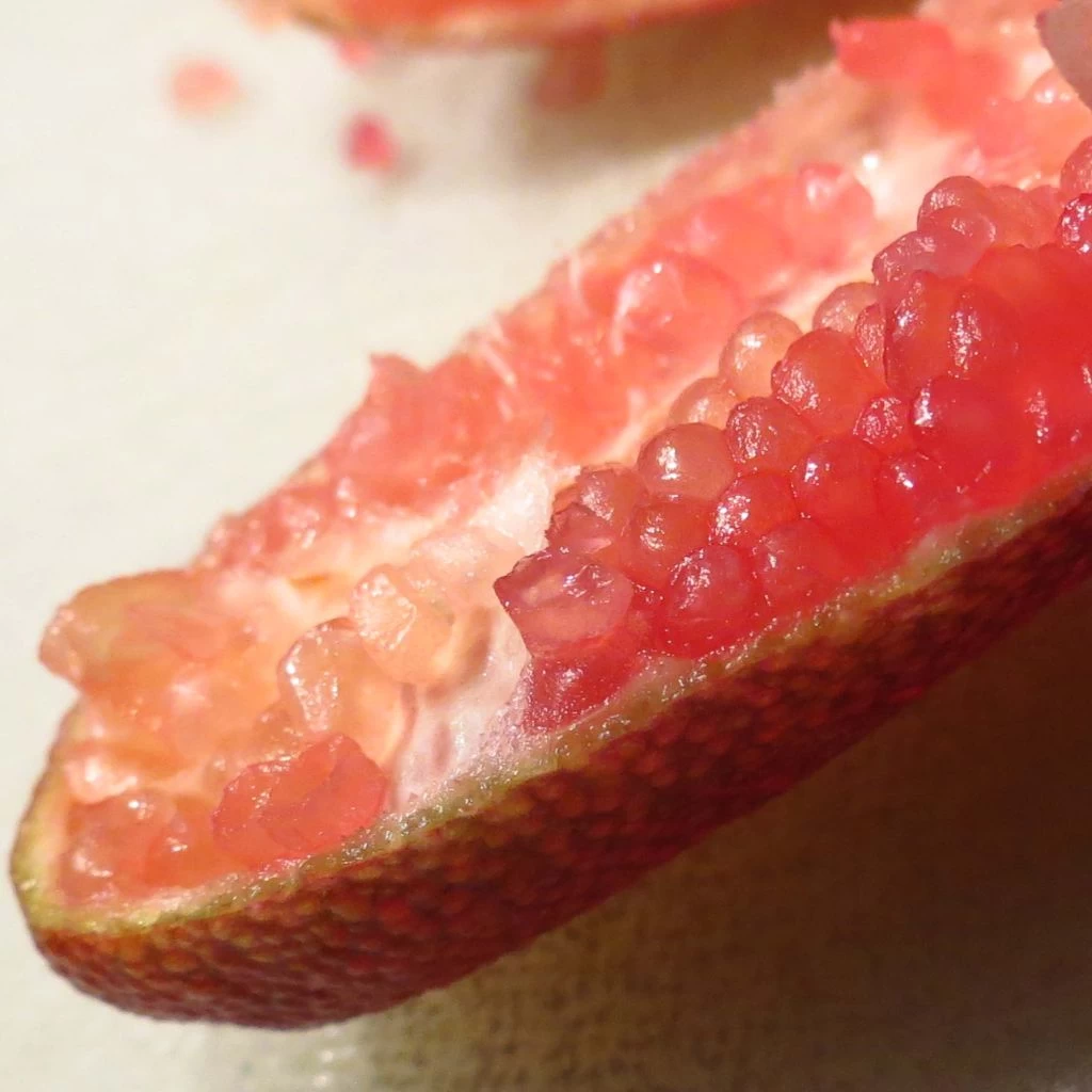 Citron Caviar Grains Rouges Red Crystal - Microcitrus Australasica 1 Citron Caviar Grains Rouges Red Crystal - Microcitrus Australasica