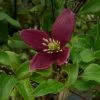 Clématite - Clematis Cirrhosa Lansdowne Gem