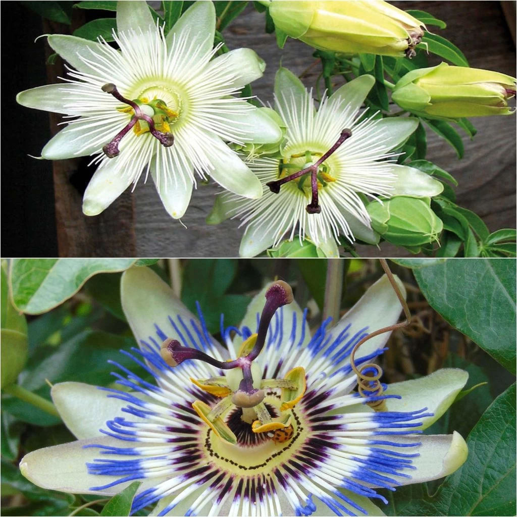 Collection 2 Passiflores 1 Collection 2 Passiflores