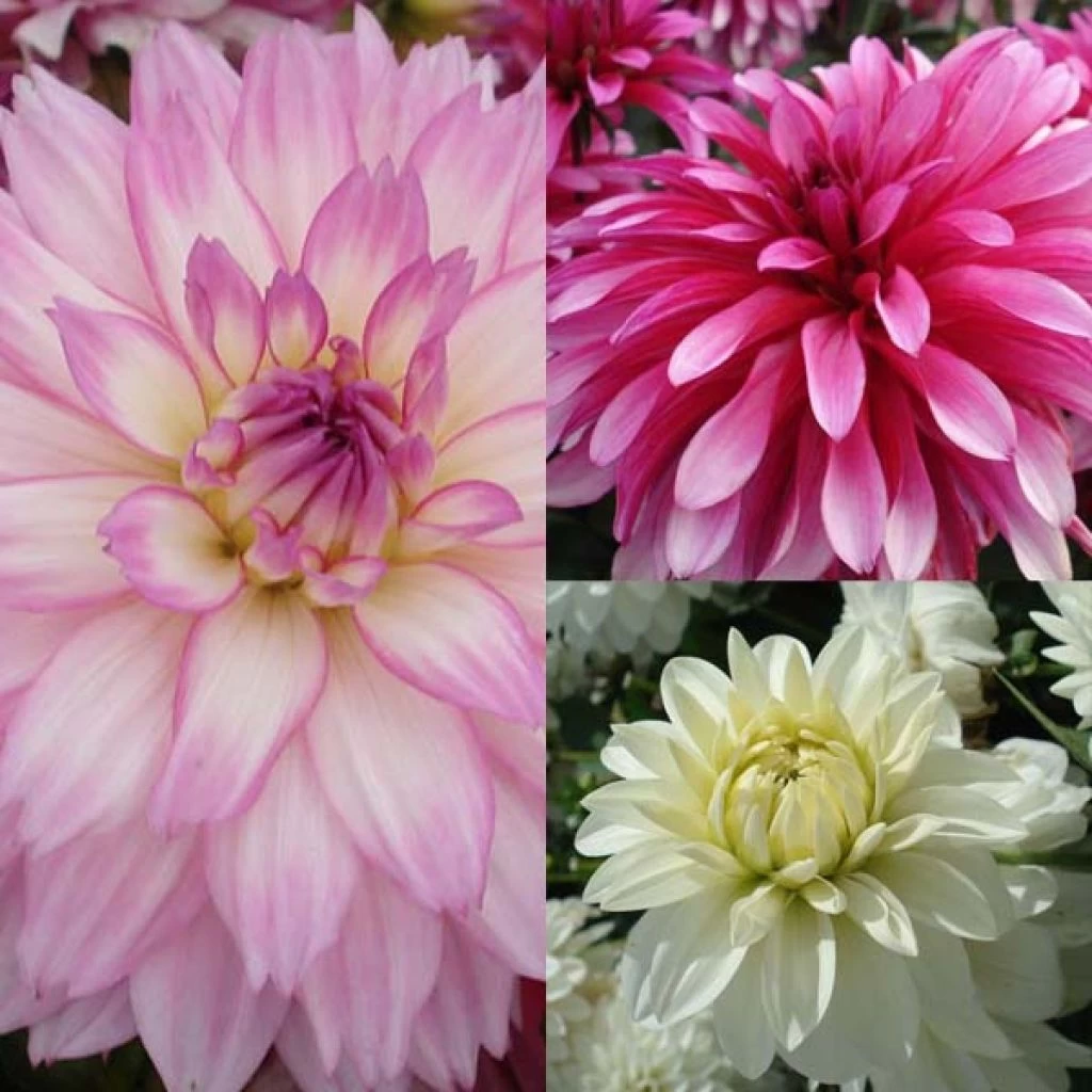 Collection Dahlias Nains Gallery 1 Collection Dahlias Nains Gallery