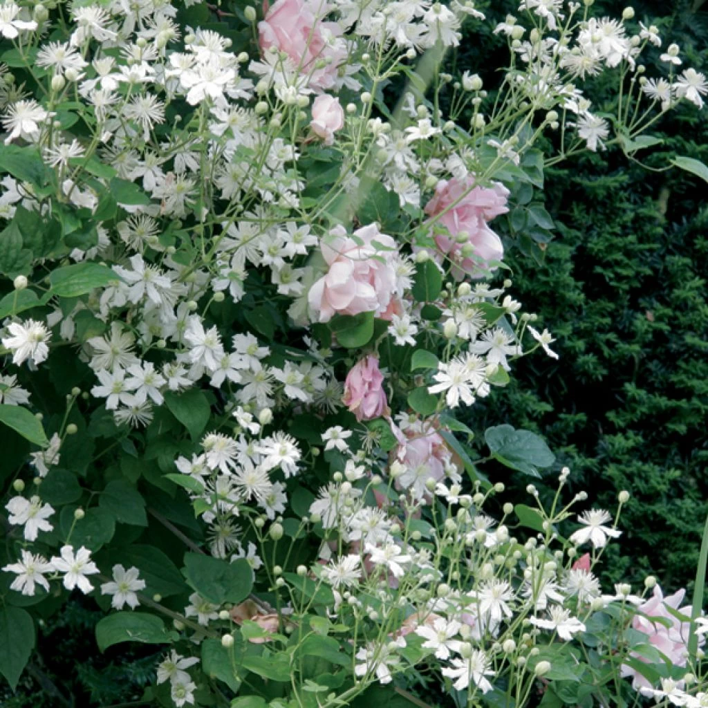 Collection Tonnelle Rose Et Blanc 1 Collection Tonnelle Rose Et Blanc