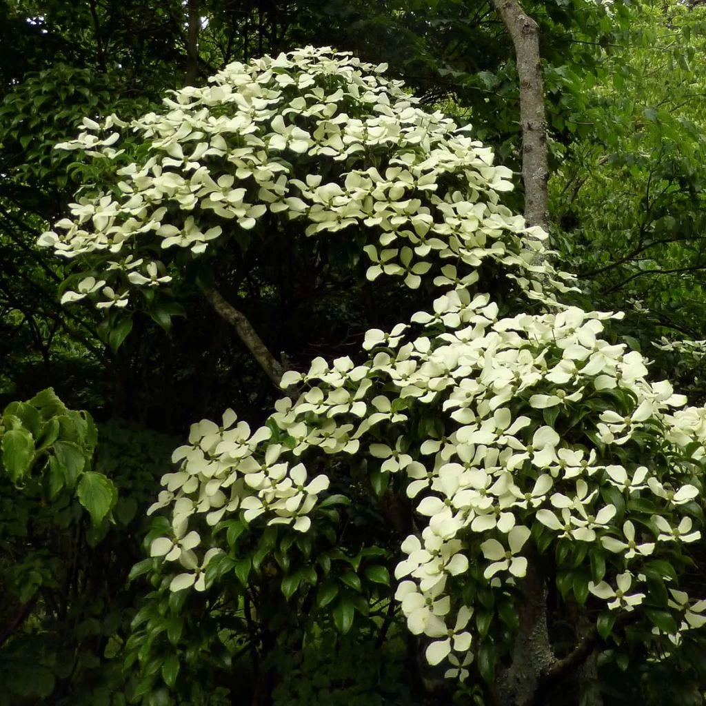 Cornus Hongkongensis 1 Cornus Hongkongensis