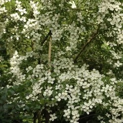 Cornus Norman Hadden - Cornouiller à Fleurs