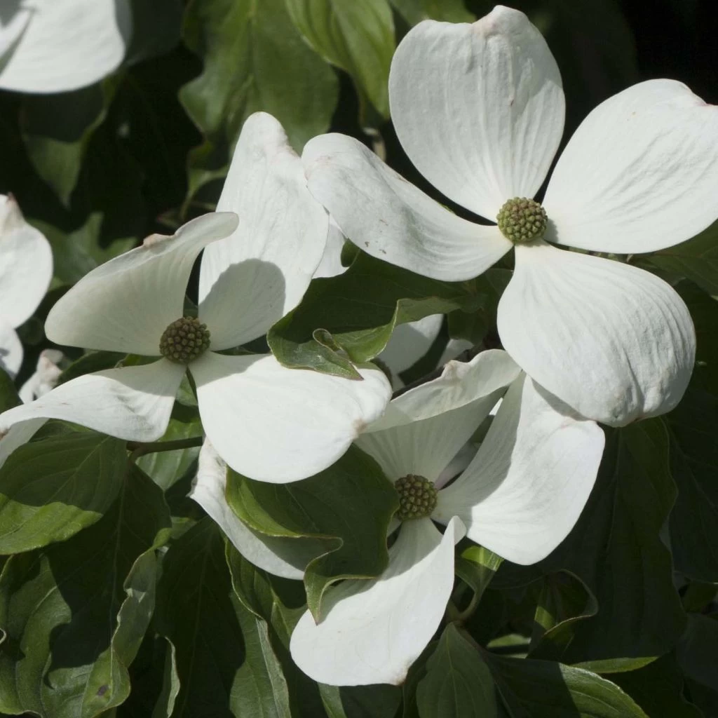 Cornus Kousa Venus - Cornouiller Du Japon Blanc 1 Cornus Kousa Venus - Cornouiller Du Japon Blanc