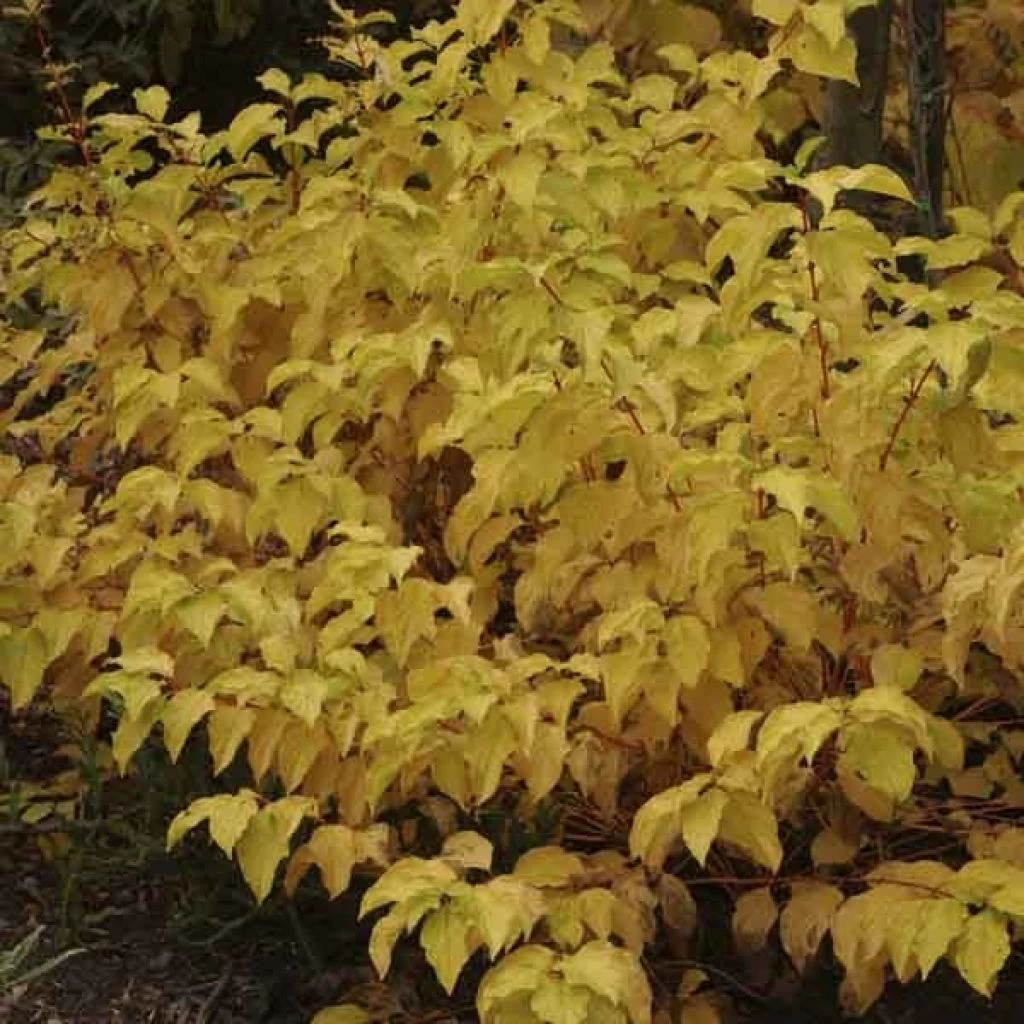 Cornus Sanguinea Mid Winter Fire - Cornouiller Sanguin 1 Cornus Sanguinea Mid Winter Fire - Cornouiller Sanguin