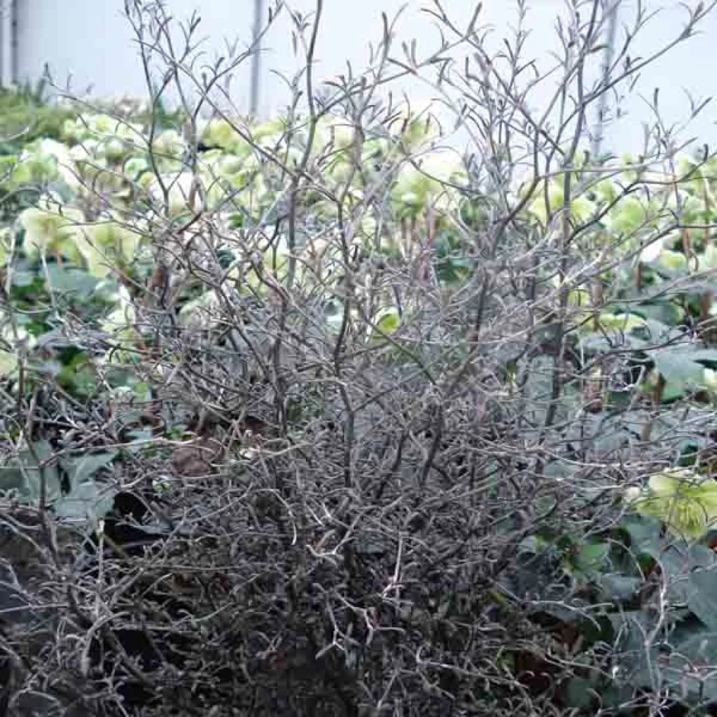 Corokia Cotoneaster 1 Corokia Cotoneaster
