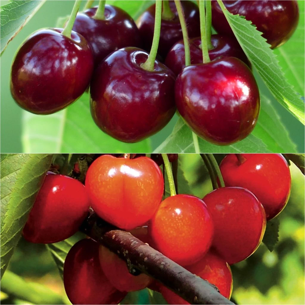 Duo Pollinisateur De Cerisiers Pour Une Récolte Abondante 1 Duo Pollinisateur De Cerisiers Pour Une Récolte Abondante