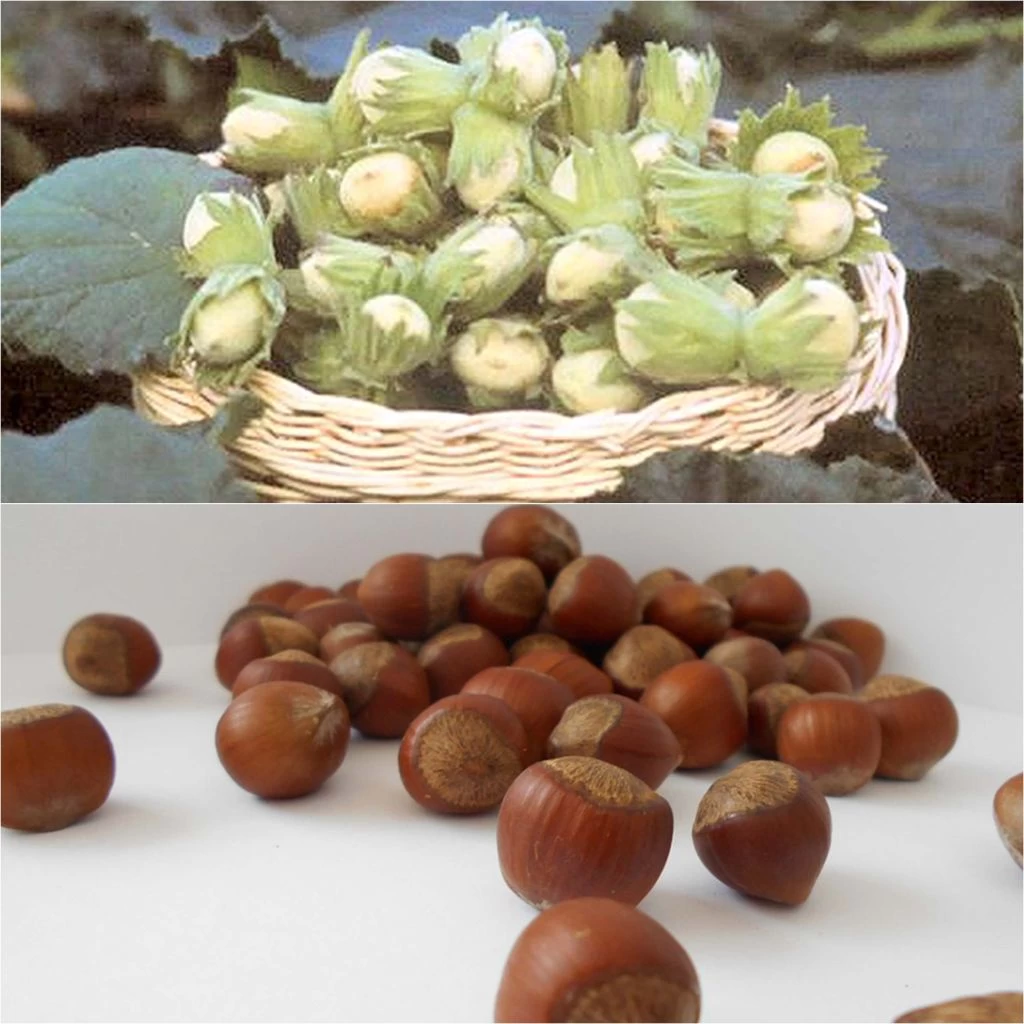 Duo Pollinisateur De Noisetiers Pour Une Récolte Abondante 1 Duo Pollinisateur De Noisetiers Pour Une Récolte Abondante