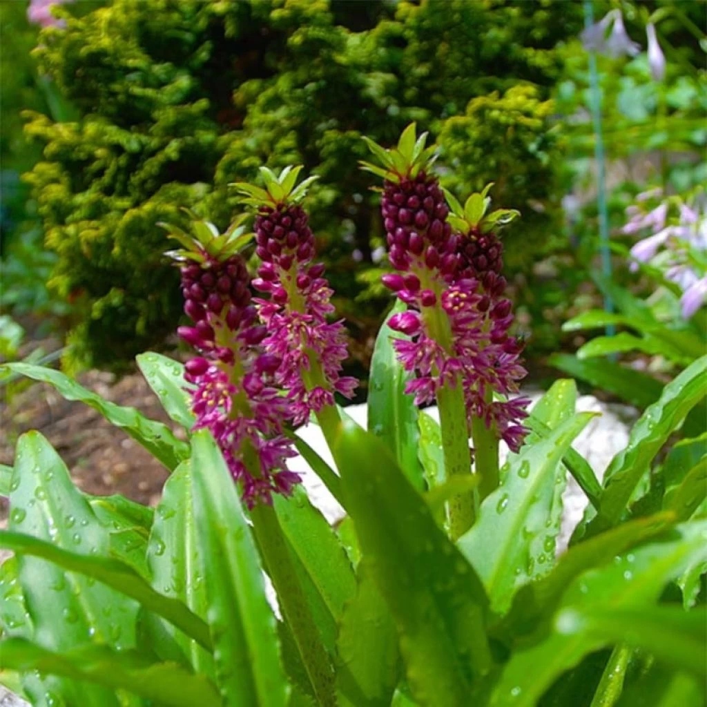 Eucomis Comosa Leia - Eucomide Rose 1 Eucomis Comosa Leia - Eucomide Rose