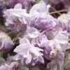 Glycine Du Japon - Wisteria Floribunda Violacea Plena (Black Dragon)