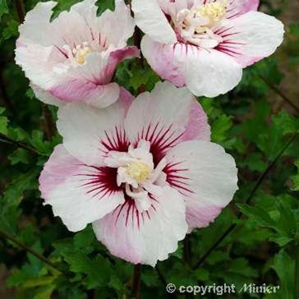 Hibiscus Syriacus Pinky Spot - Althéa Rose 1 Hibiscus Syriacus Pinky Spot - Althéa Rose