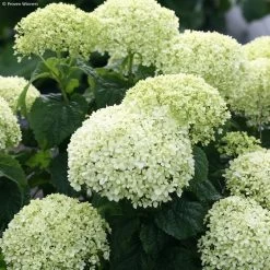 Hortensia Arborescens BellaRagazza Limetta