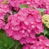 Hortensia - Hydrangea Macrophylla Leuchtfeuer