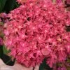 Hortensia - Hydrangea Macrophylla Princess Diana