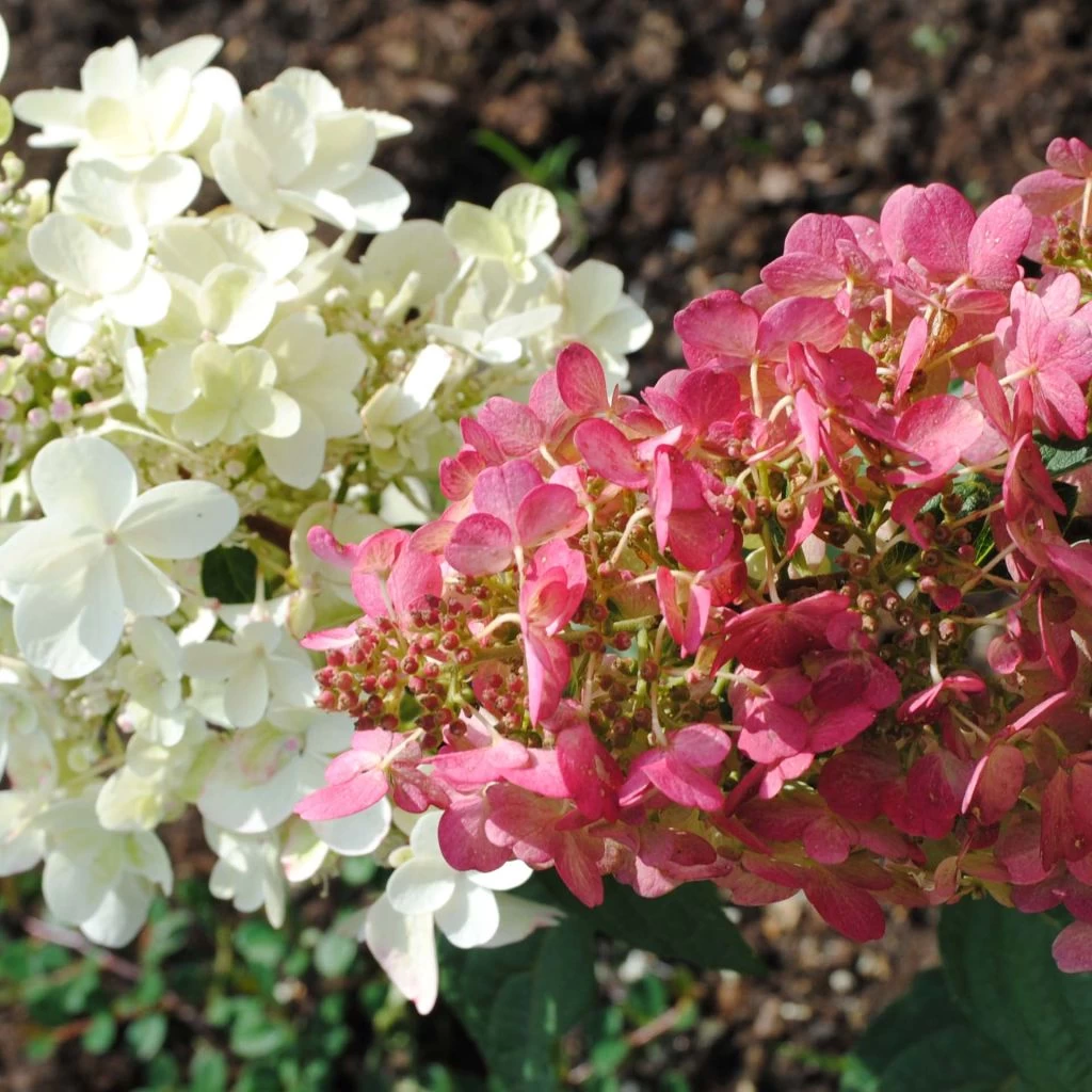Hydrangea Paniculata Pinky Winky - Hortensia Paniculé 1 Hydrangea Paniculata Pinky Winky - Hortensia Paniculé