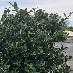 Houx Crénelé - Ilex Crenata Green Lustre